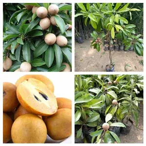 Thai Variety Chiku/Sapota Healthy Fruit Plant & Tree For Home Gardening Hybrid Chiku Live Plant (Grafted, Pack Of 1) Buy @ ₹499
