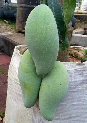 Thai Variety Kujai/Kaijai/Qujai Hybrid Mango Fruit Live Plant & Tree For Home Gardening (Pack Of 1, Grafted) Buy @ ₹499