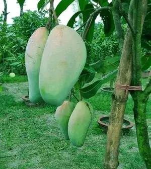 Thai Variety Kujai/Kaijai/Qujai Hybrid Mango Fruit Live Plant & Tree For Home Gardening (Pack Of 1, Grafted) Buy @ ₹499