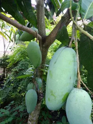 Thai Variety Kujai/Kaijai/Qujai Hybrid Mango Fruit Live Plant & Tree For Home Gardening (Pack Of 1, Grafted) Buy @ ₹499