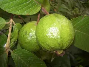 Thai (Grafted) Kg Live Guava 1.5-3.5 Ft Hybrid Plant ( Pack of 1 ) Buy @ ₹499
