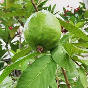 Thai (Grafted) Kg Live Guava 1.5-3.5 Ft Hybrid Plant ( Pack of 1 ) Buy @ ₹499
