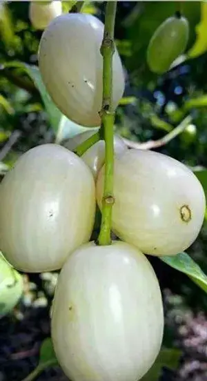 Thai Sweet White Jamun Hybrid Fruit Plant (Grafted) Buy @ ₹499