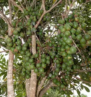 The Queen Of Nut  Macadamia  Live Fruit Plant & Tree (1.5-3.5 Ft Height) For Home Garden, Pack Of 1 Buy @ ₹699