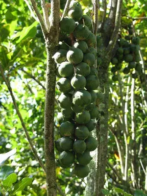 The Queen Of Nut  Macadamia  Live Fruit Plant & Tree (1.5-3.5 Ft Height) For Home Garden, Pack Of 1 Buy @ ₹699