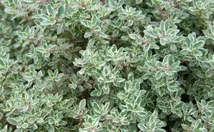 Thyme Silver Queen Creeper Plant For Home Decor/Gardening Silver Queen Live Outdoor/Indoor Plant (Hybrid, Pack Of 1) Buy @ ₹449