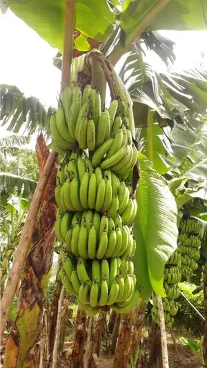 Tissus Culture Banana Plant & Tree For Home Garden Well Watered Hybrid Banana Fruit Plant (Pack Of 1) Buy @ ₹499
