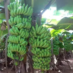 Tissus Culture Banana Plant & Tree For Home Garden Well Watered Hybrid Banana Fruit Plant (Pack Of 1) Buy @ ₹499