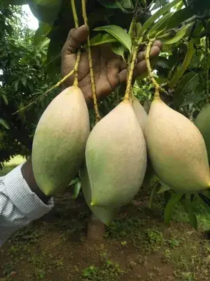 Totapuri (Grafted) Mango Fruit Live Plant & Tree For Home Gardening Hybrid Totapuri Mango Plant (Pack Of 1) Buy @ ₹499