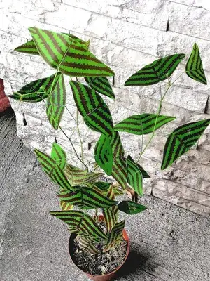 Greenery Nursery® Butterfly Wing Plant– Rare & Eye-Catching Indoor Plant For Enhance Your Home/Garden Beauty, Pack Of 1 Buy @ ₹399