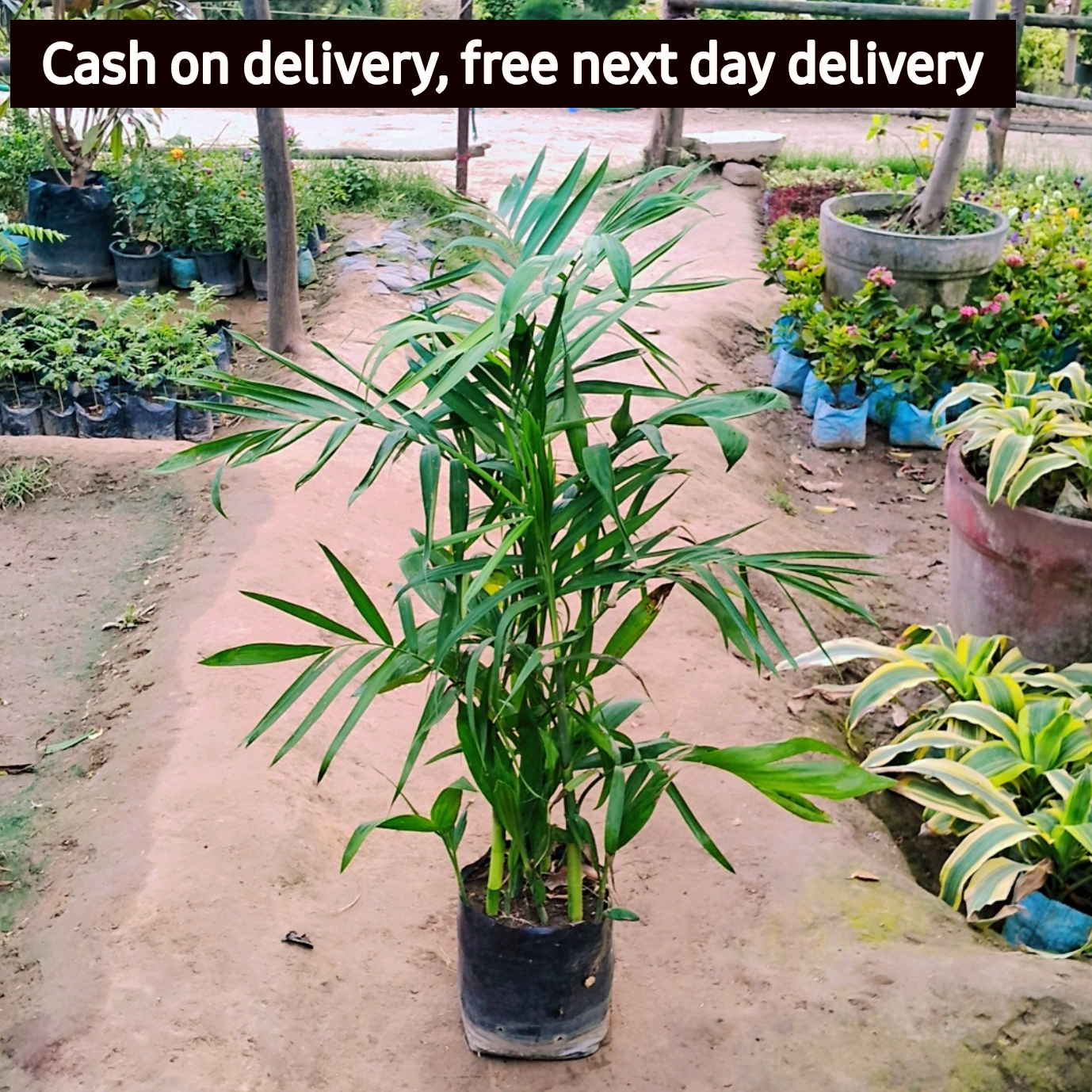 Sepotia/ Bamboo palm plant in 8 inch polybag