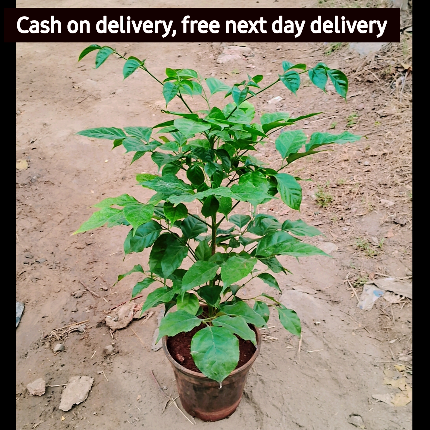 China Doll (Rademachera )plant in 7-inch nursery pot