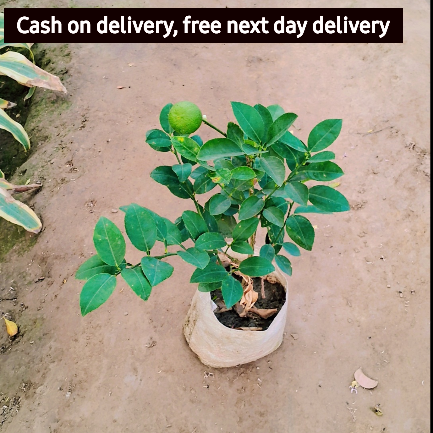 Lemon plant in 6 inch polybag