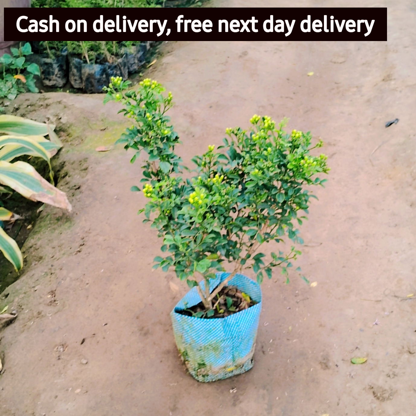 Dwarf Madhukamini plant in 6 inch nursery bag