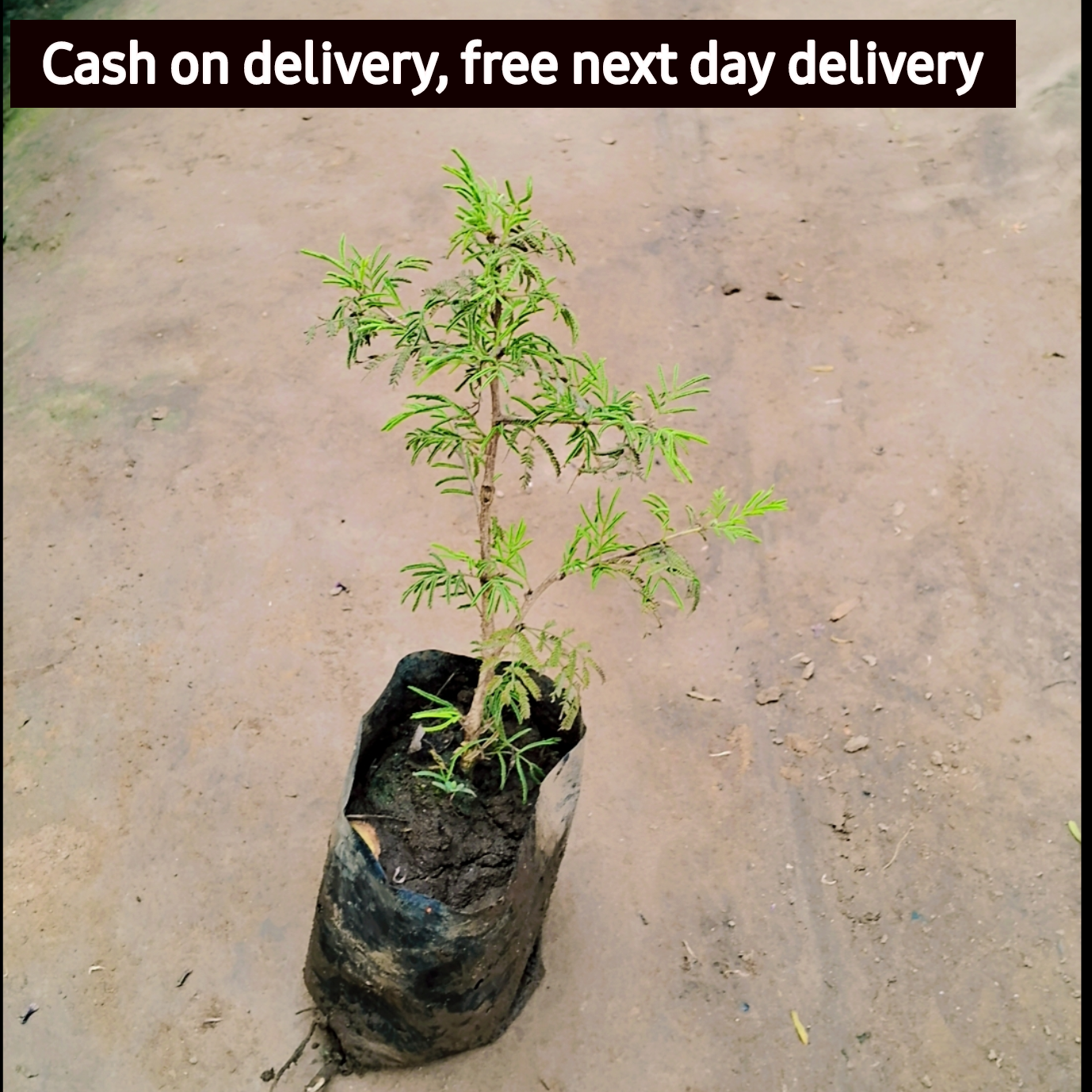 Holy Shami plant in 4 inch polybag