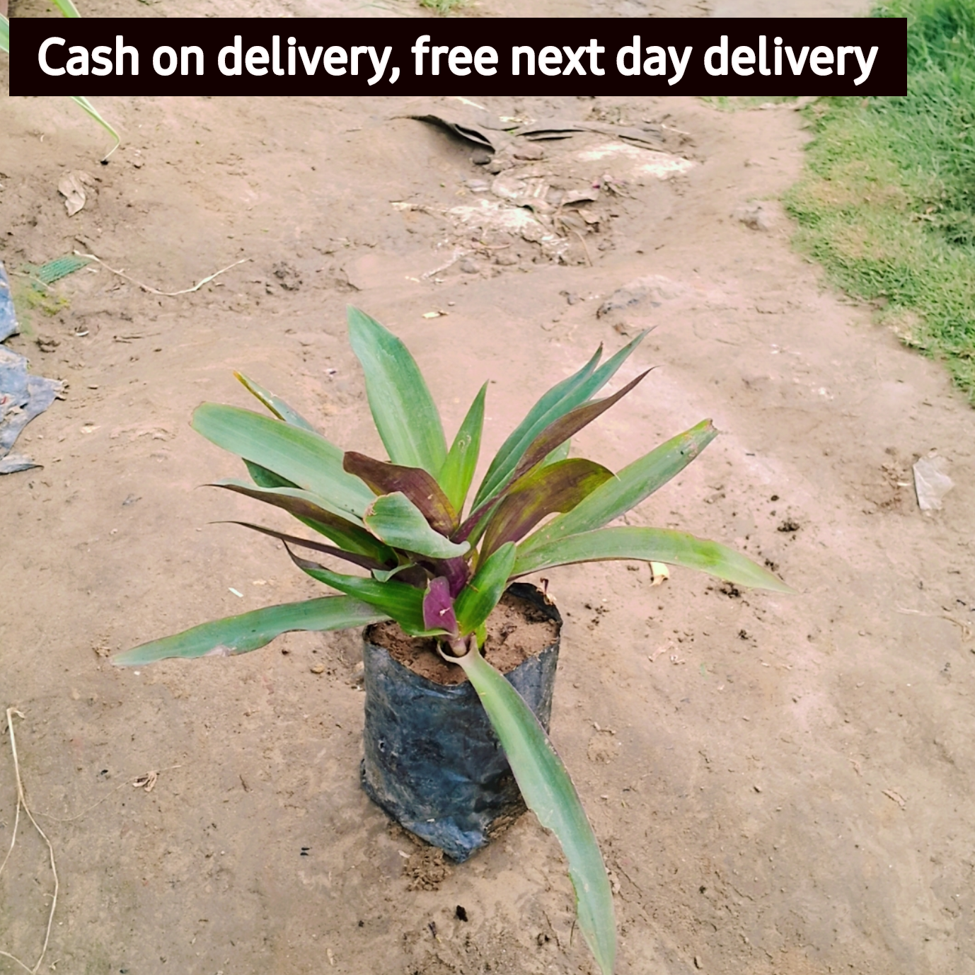 Rohiyo plant in 4 inch polybag