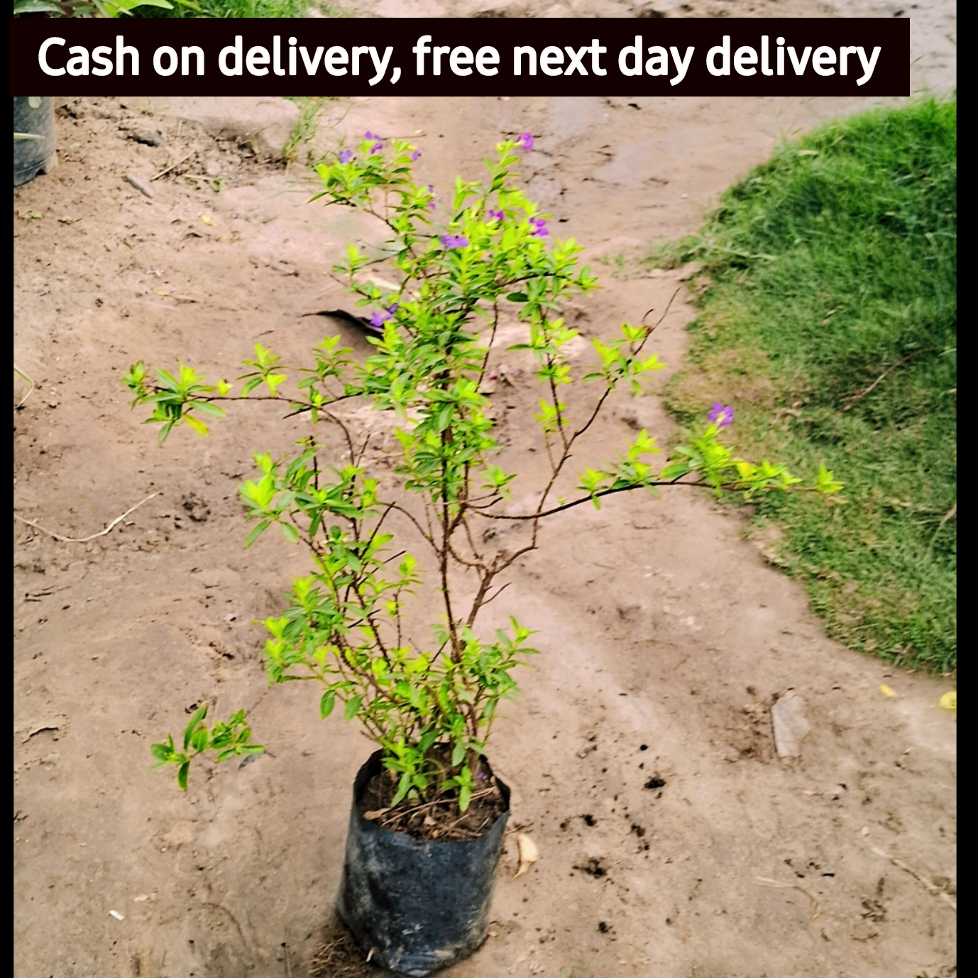 Golden kufiya plant in 4 inch polybag