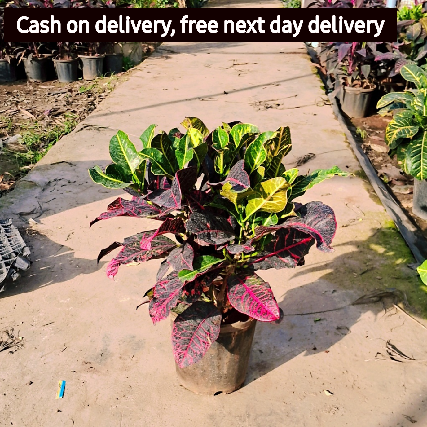 Croton Petra plant in 10 inch pot