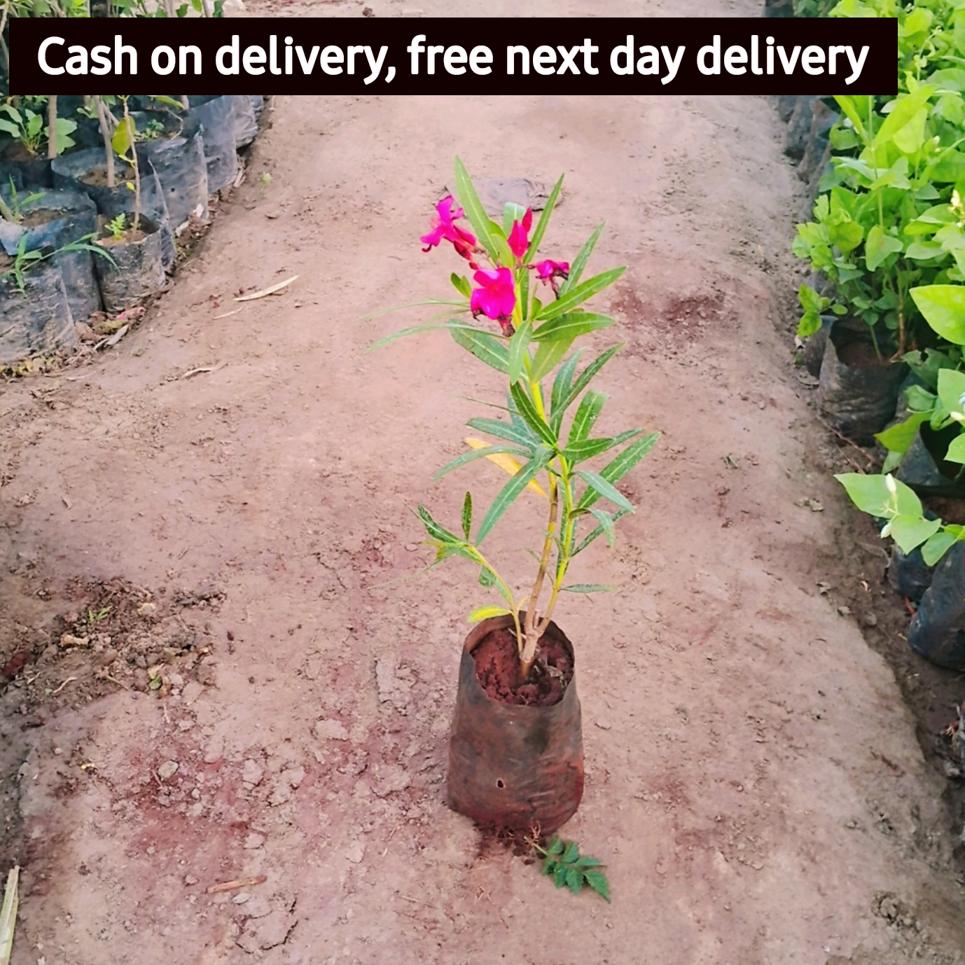 Kaner / Oleander pink flower (Pune) plant in 5 inch polybag