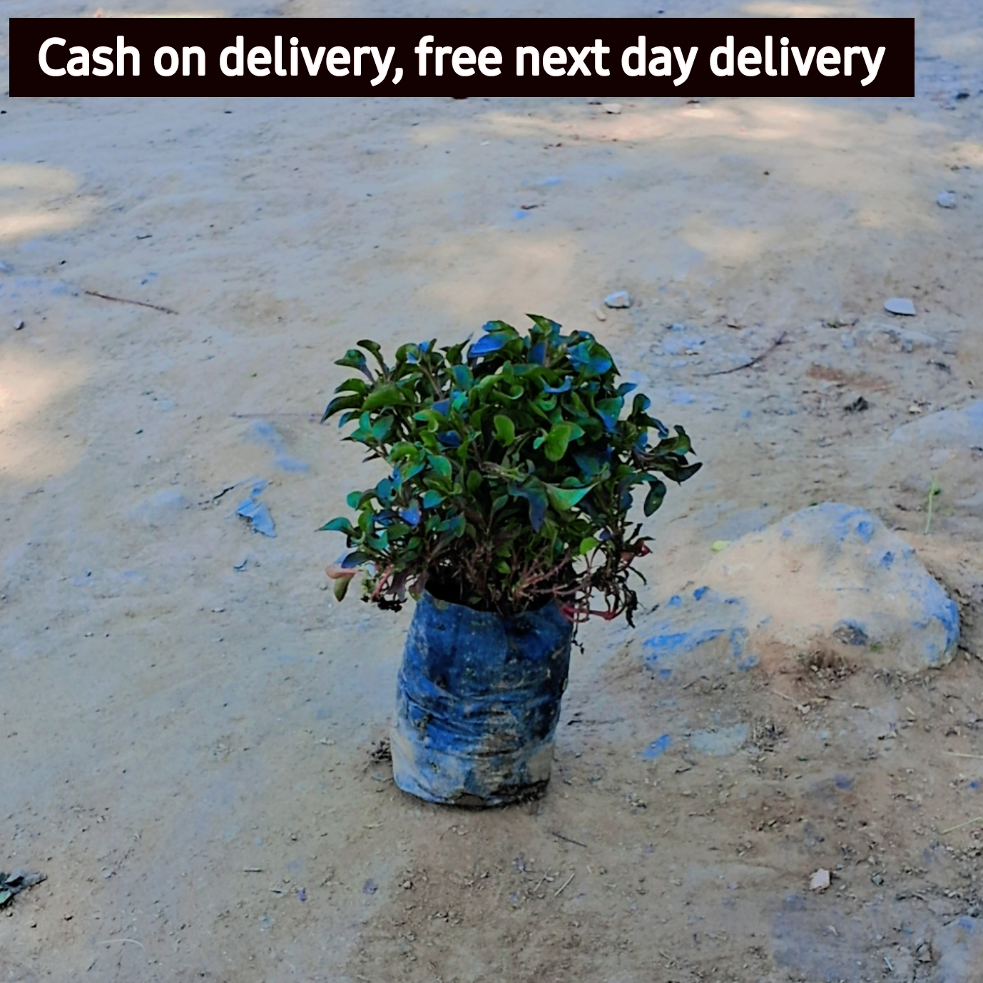 Alternanthera Red in 4 inch Nursery Bag