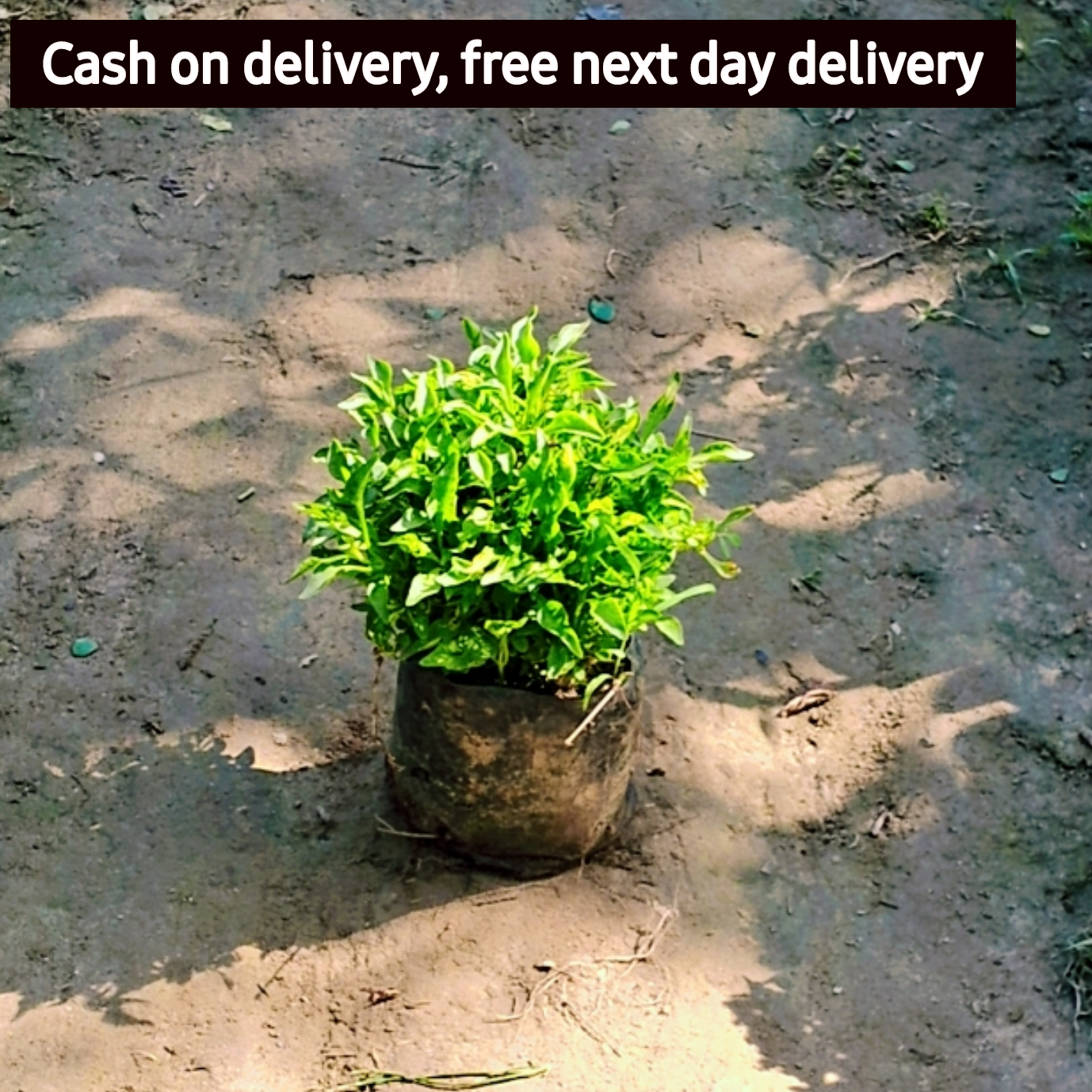 Alternanthera green in 4 inch Nursery Bag