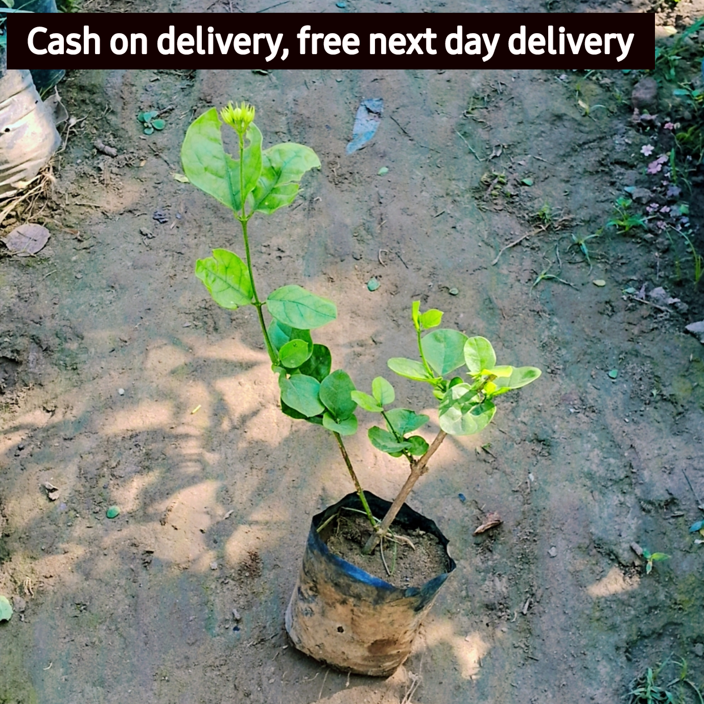 Motia White flower plant in 4 Inch polybag