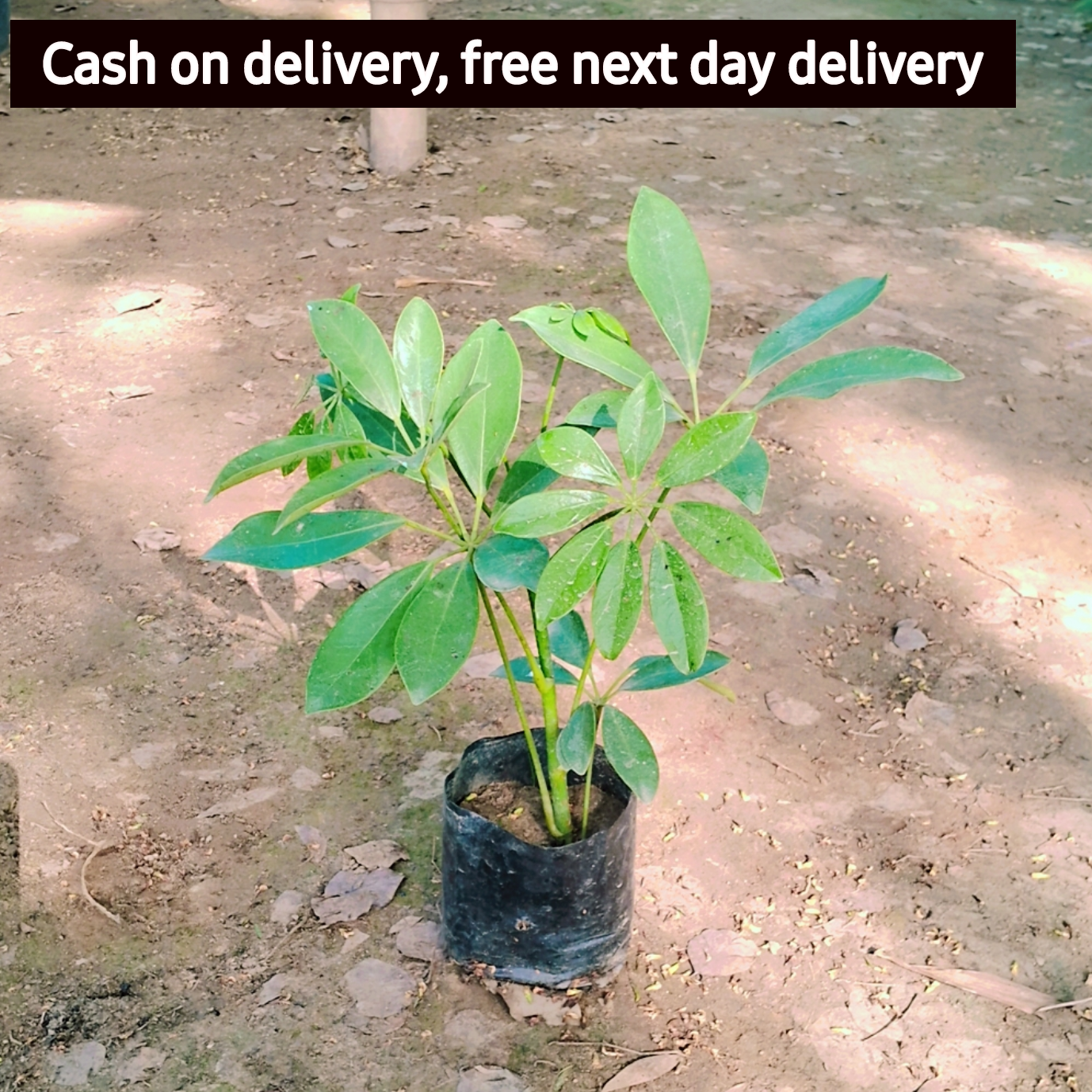Schefflera Green plant in 4  inch Nursery Bag