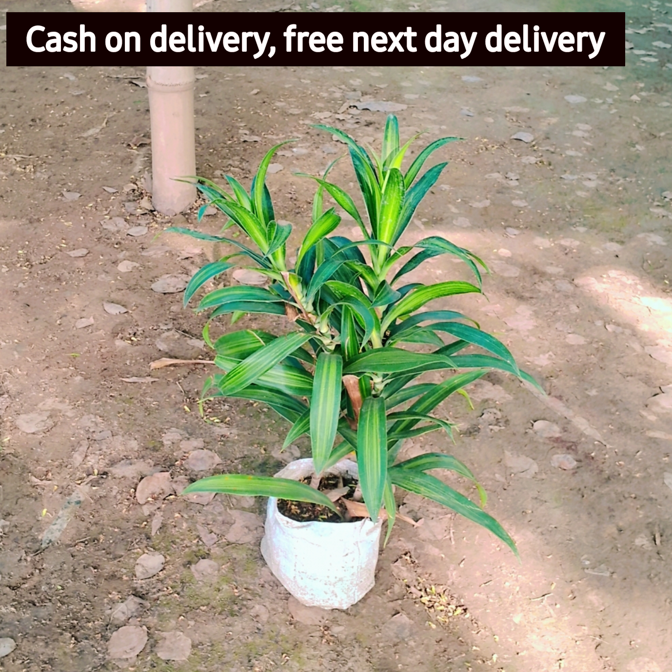 Dracaena messenger plant in 6  inch polybag