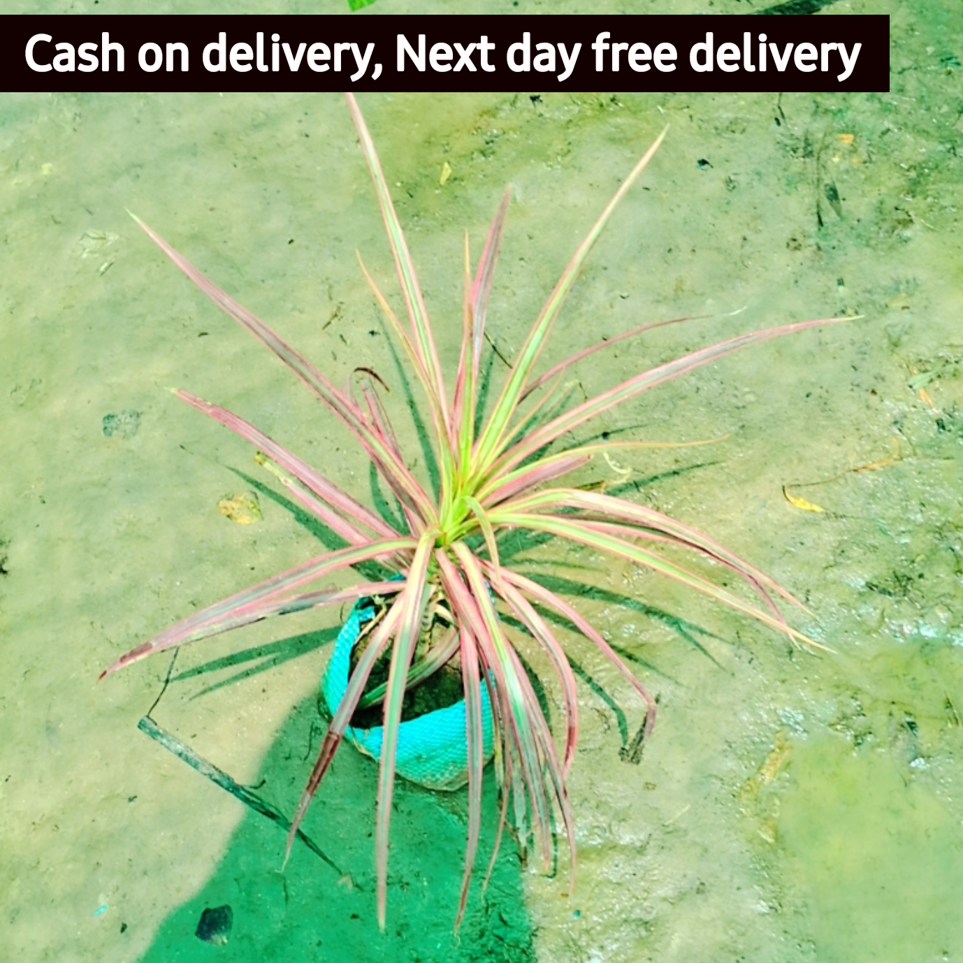 Dracaena marginata 'Colorama' plant in 4 inch nursery bag