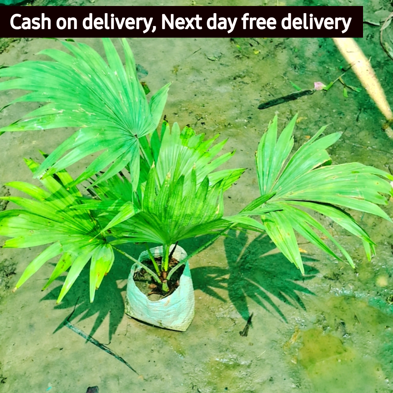 China palm in 5 inch polybag