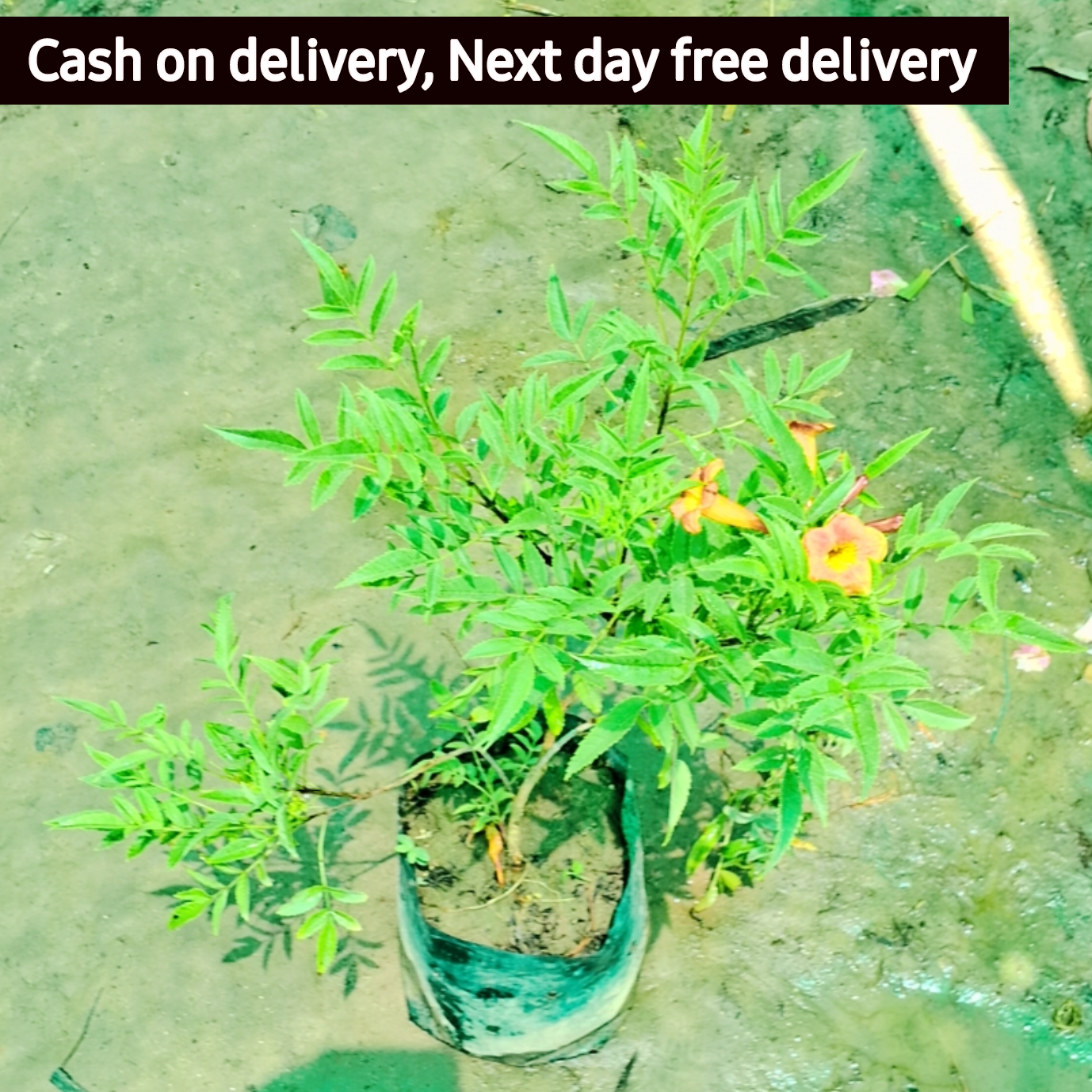 tecoma capancy plant in 5 inch polybag