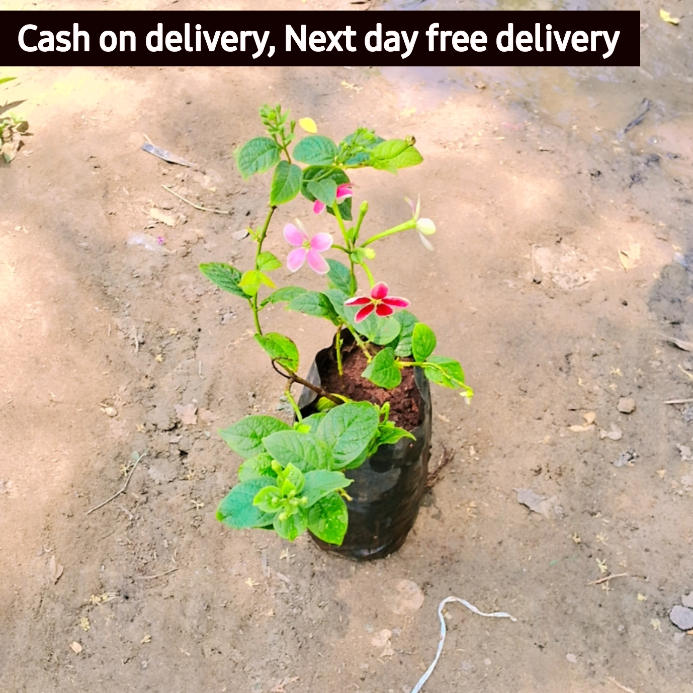 Madhumalti flower plant in 4 inch polybag