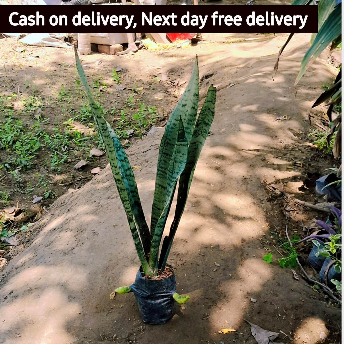 Snake plant in 5 inch polybag