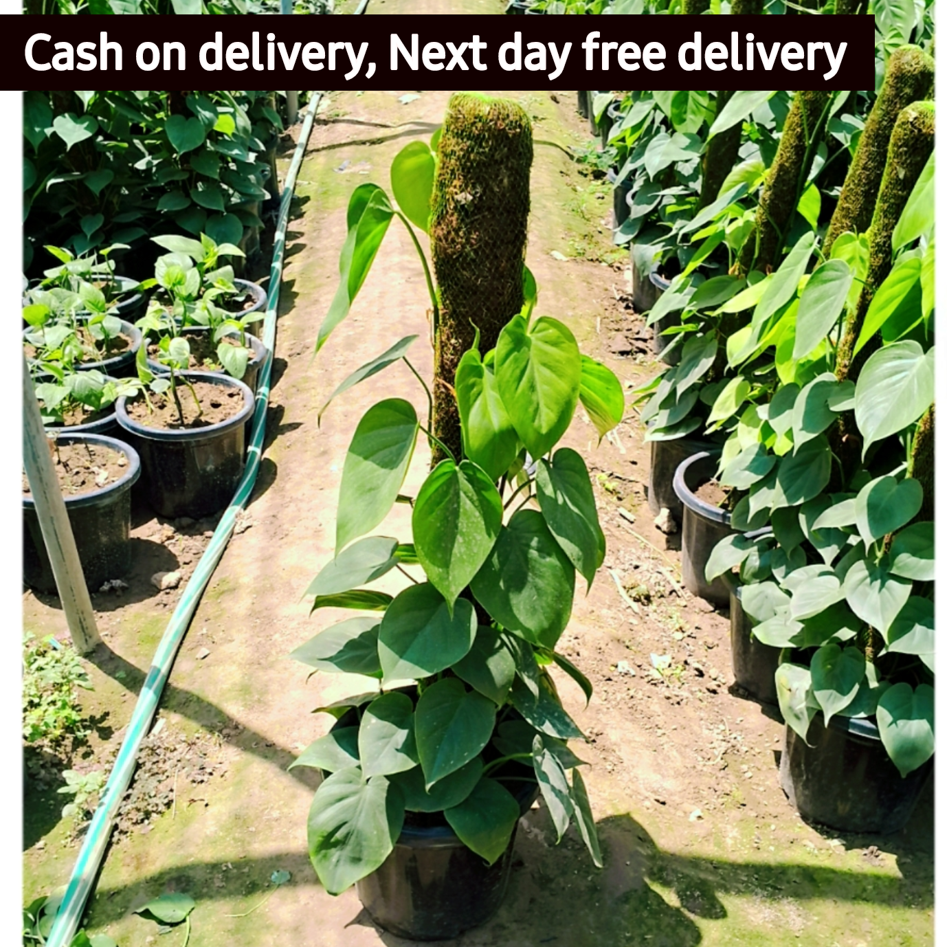 Heartleaf philodendron Plant in 10 inch pot