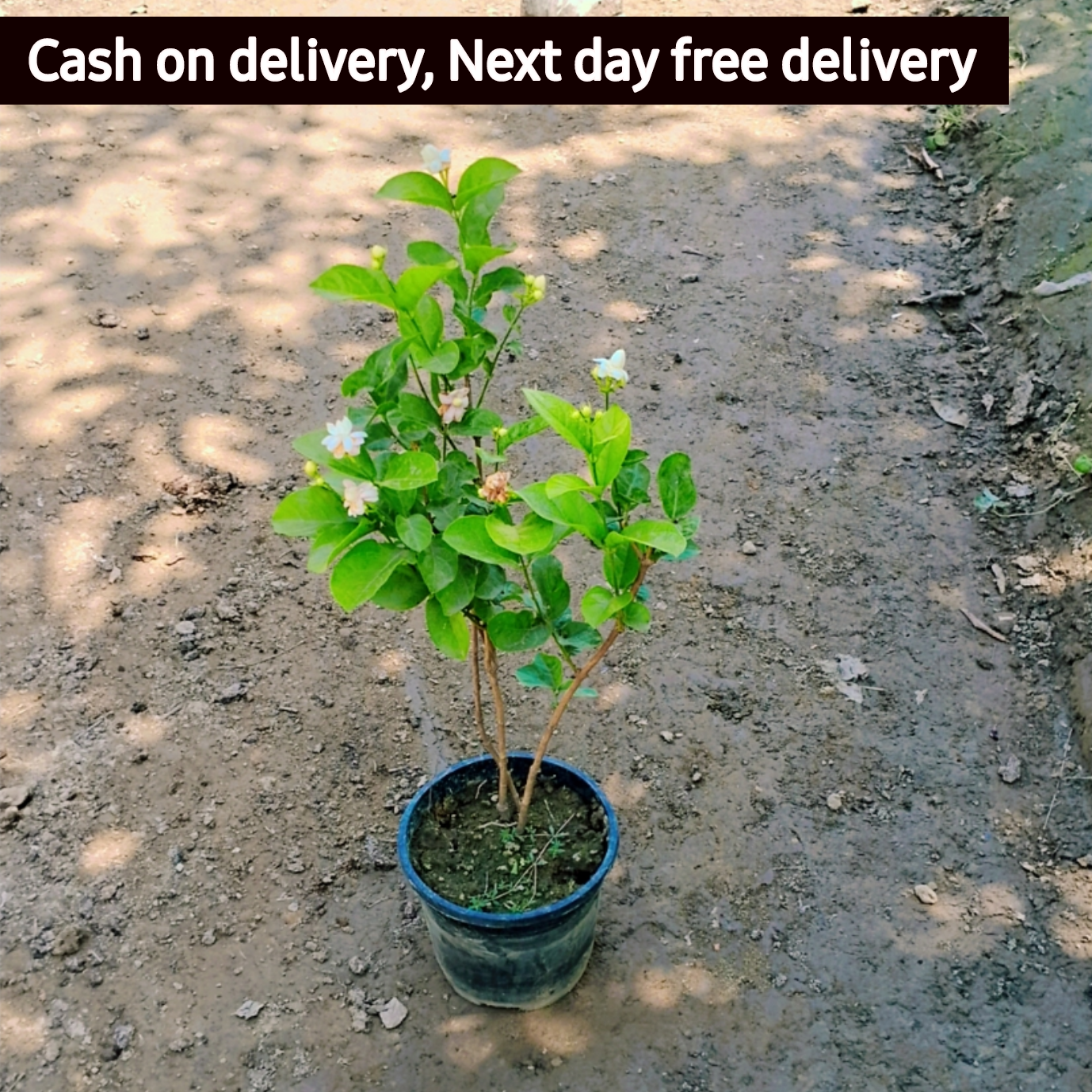 Jasmine/Motiya/Mogra  plant in 6 inch pot