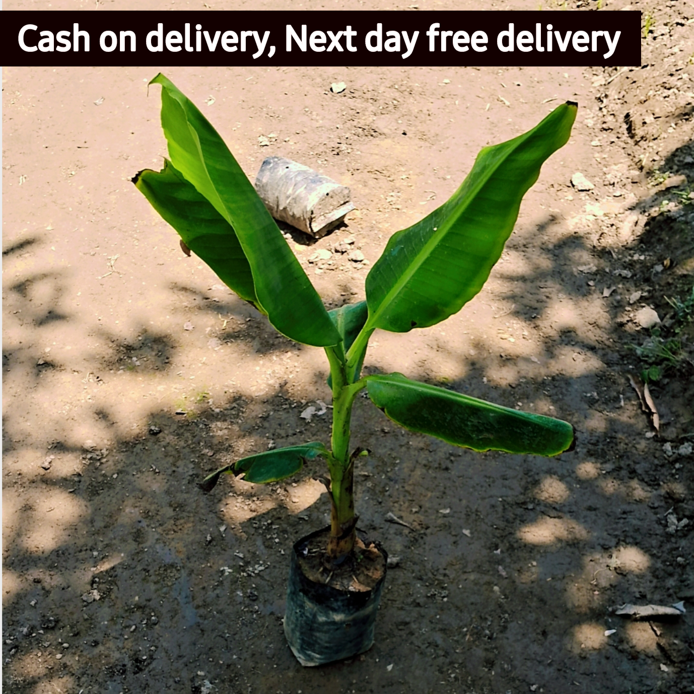 Banana plant in 6 inch polybag