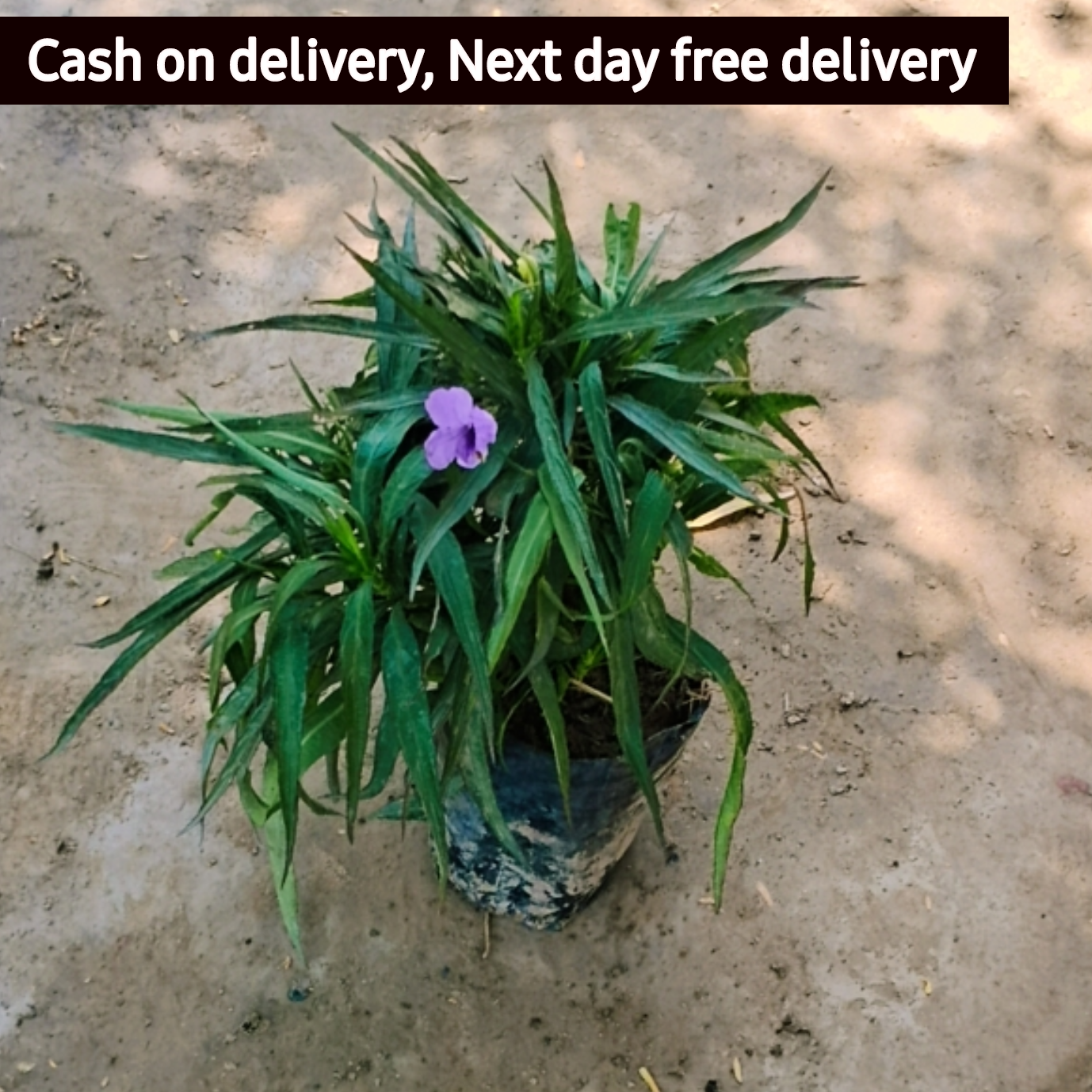 Ruellia tuberosa in 4 inch polybag