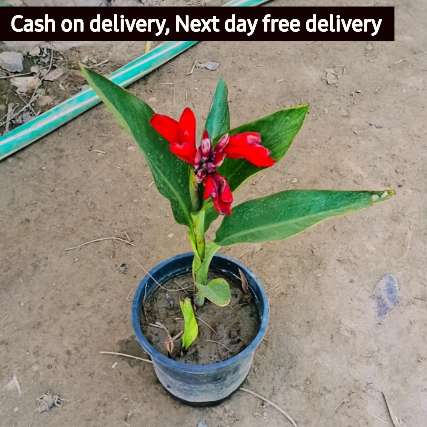 Red keli in 6 inch pot