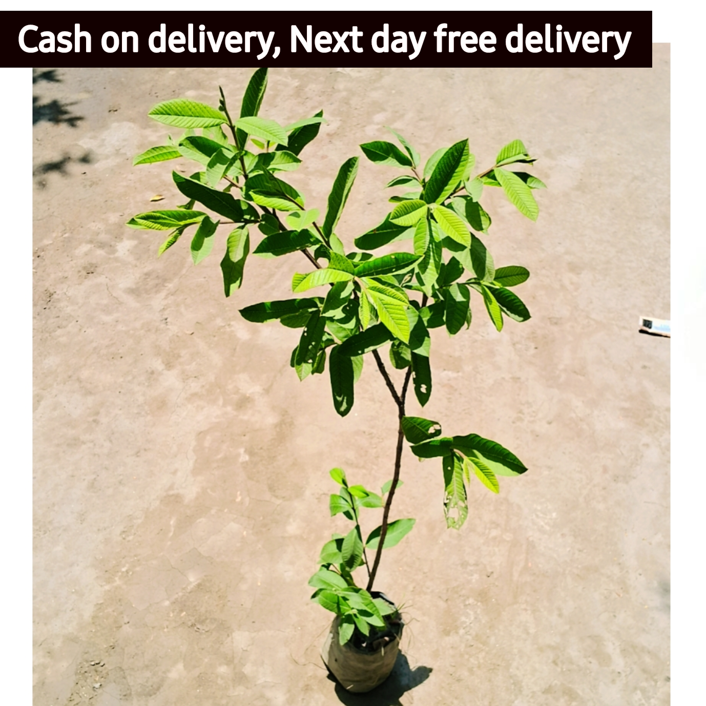 Guava plant 4 feet hight in 5 inch polybag