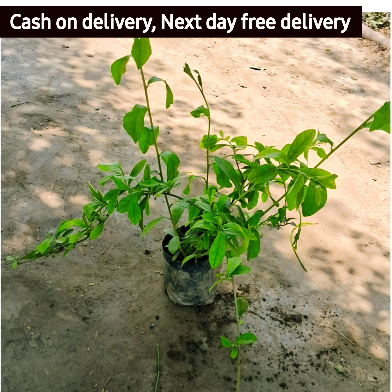 Parda bel in 4 inch polybag