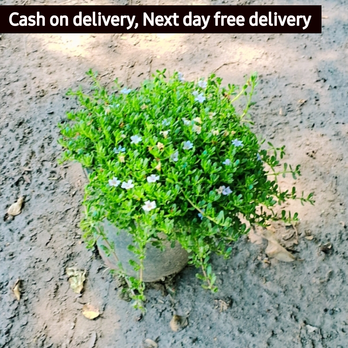 Bramhi plant in 6 inch pot