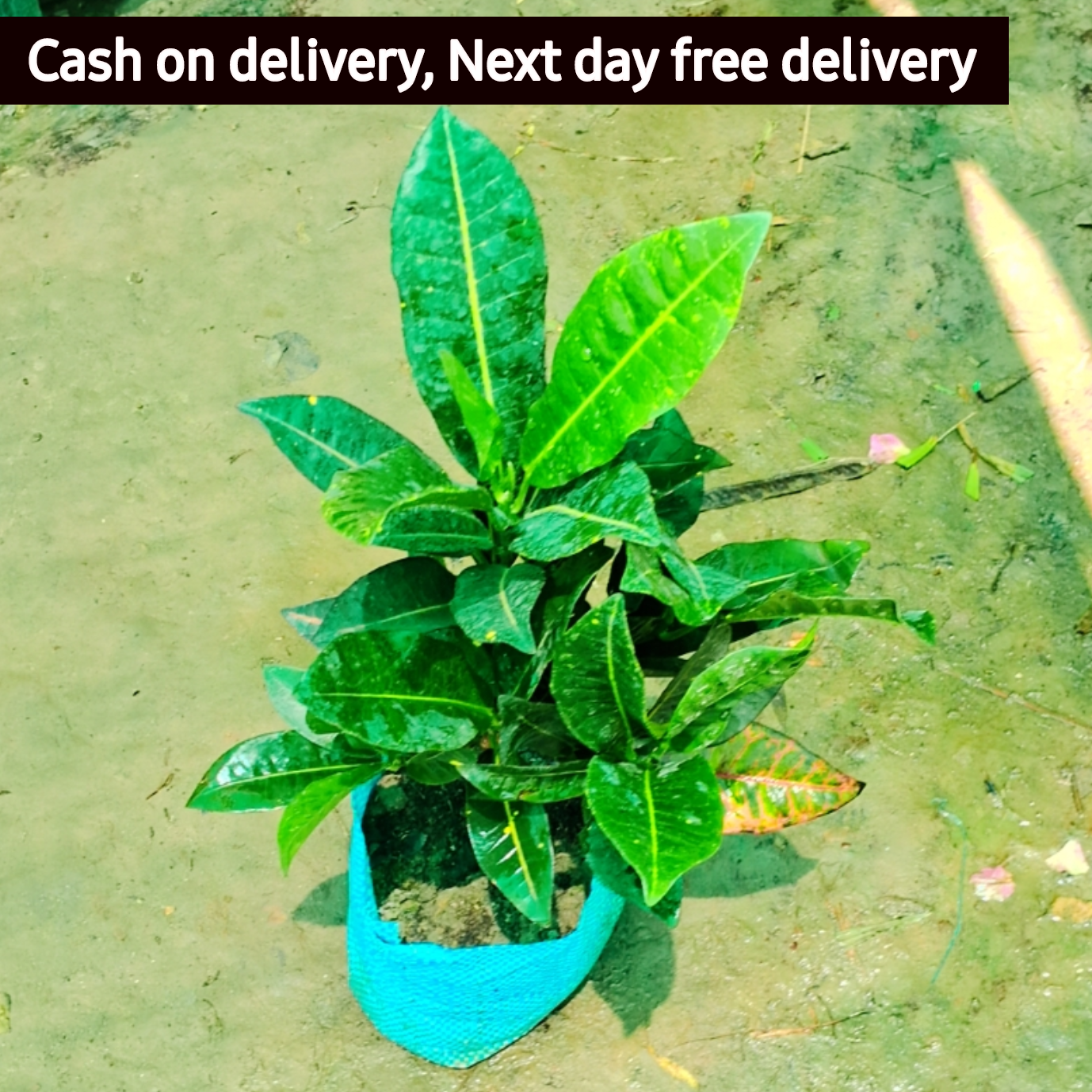 Garden Croton plant in 5 inch nursery bag