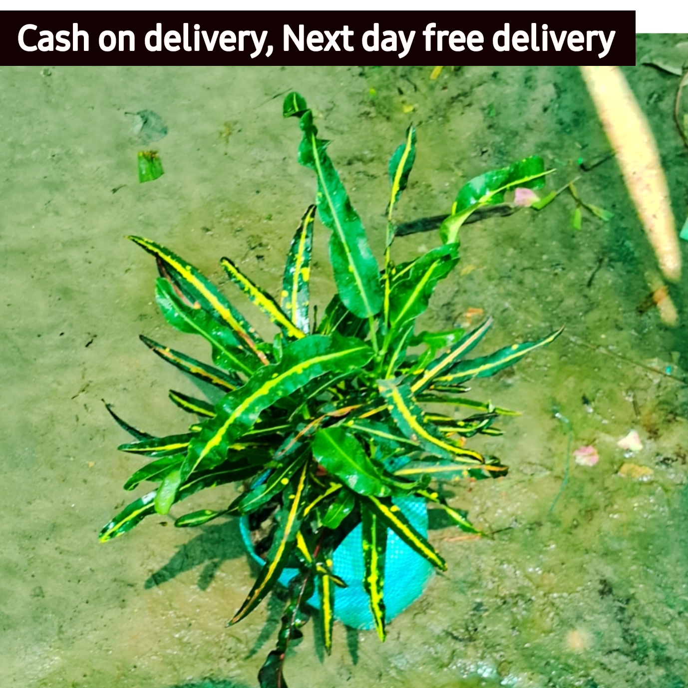 Croton banana plant in 5 inch nursery bag