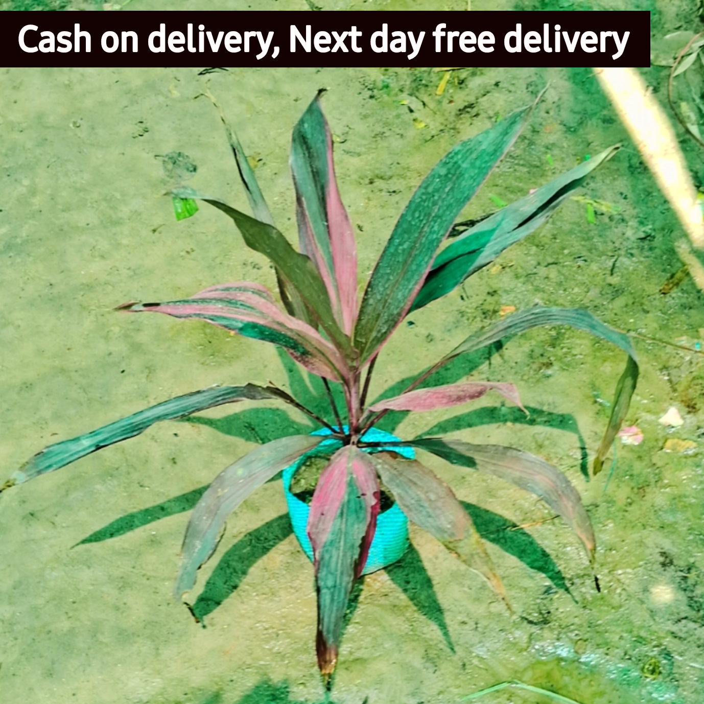 Dracaena Mahatma plant in 5 Inch Nursery bag