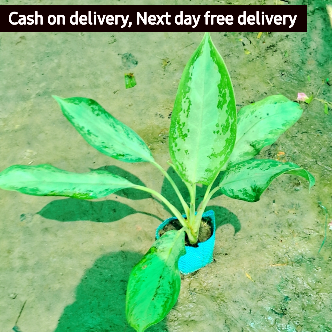 Aglaonema Emerald Bay in 6 inch nursery bag