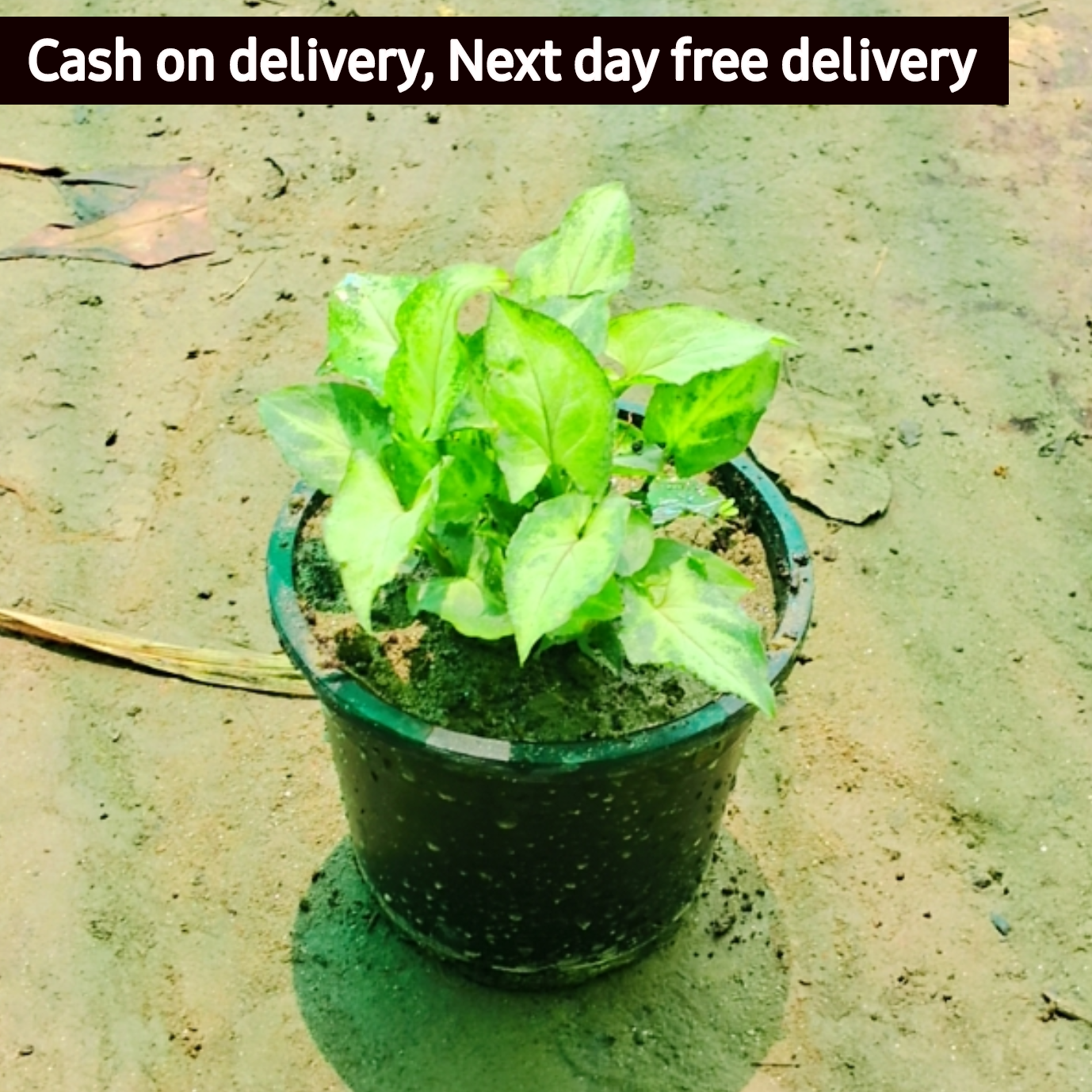 Green Syngonium podophyllum (dwarf) in 4 inch pot