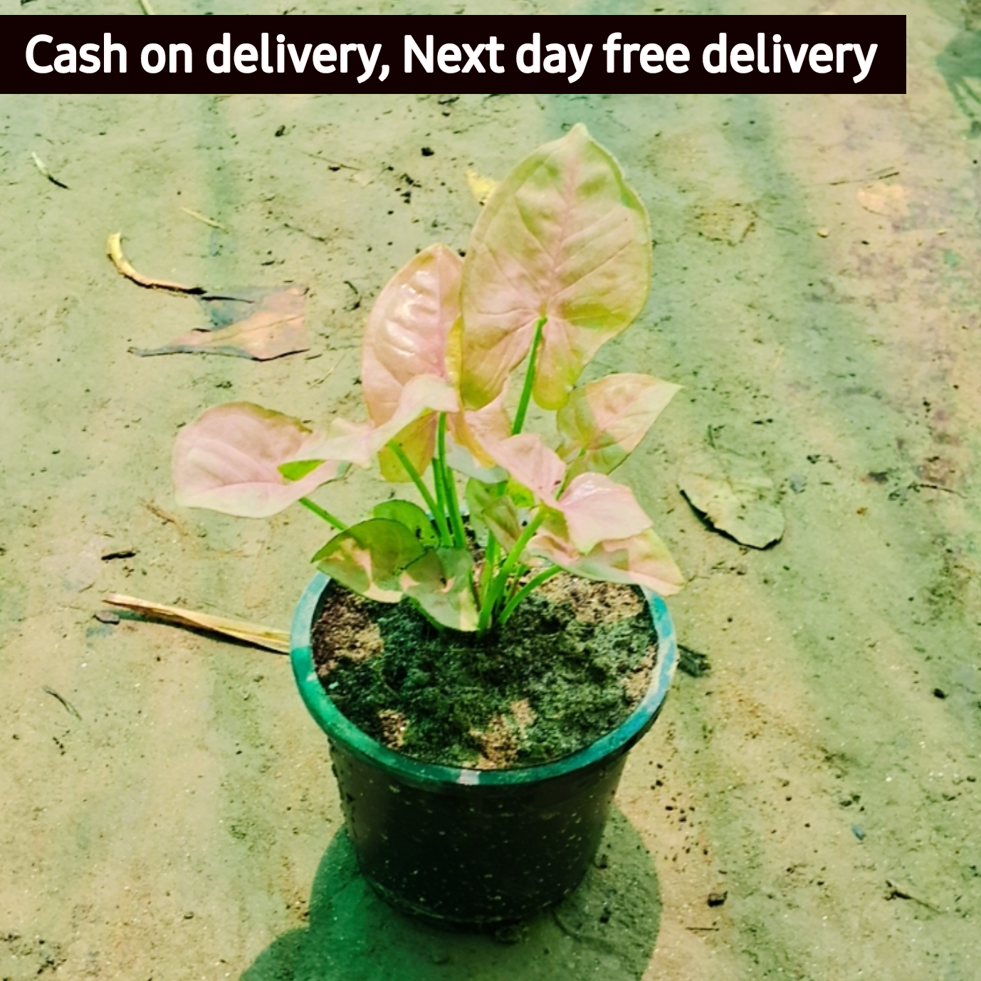 Red Syngonium podophyllum (dwarf) in 4 inch pot