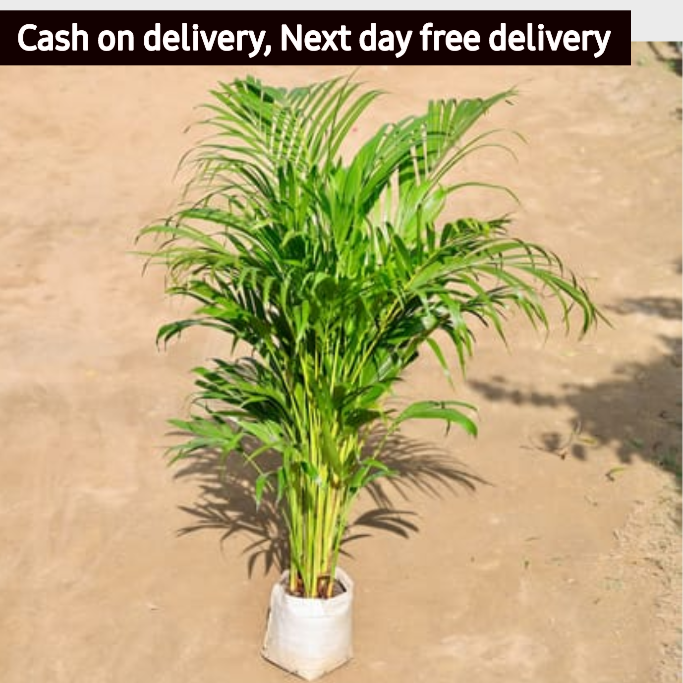 Arica palm in 8" inch nursery bag