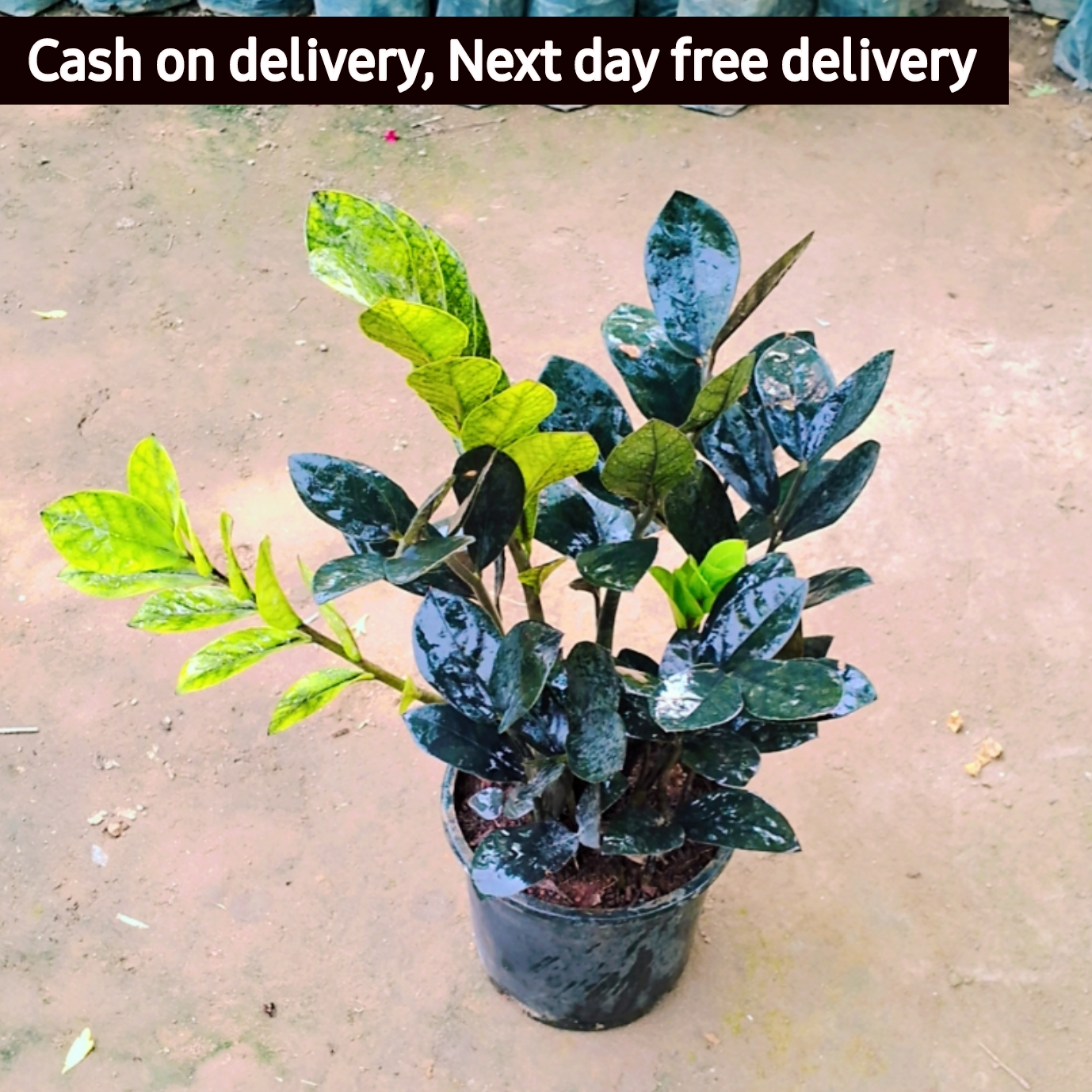 Zz plant in 8 inch pot