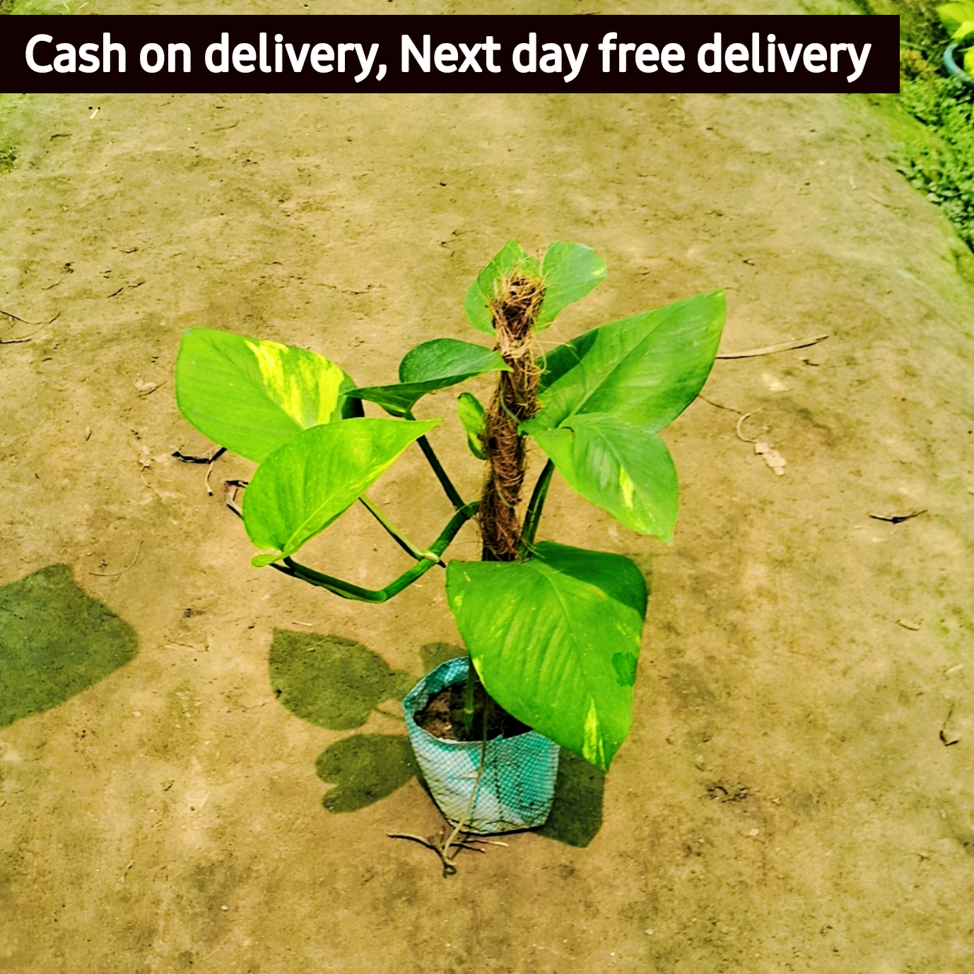 Money plant 1 feetwith coco mosstick in 4 inch nursery bag